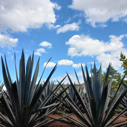 RUTA VALLE DEL TEQUILA