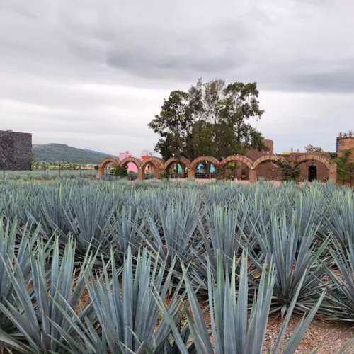 RUTA LOS ALTOS DEL TEQUILA